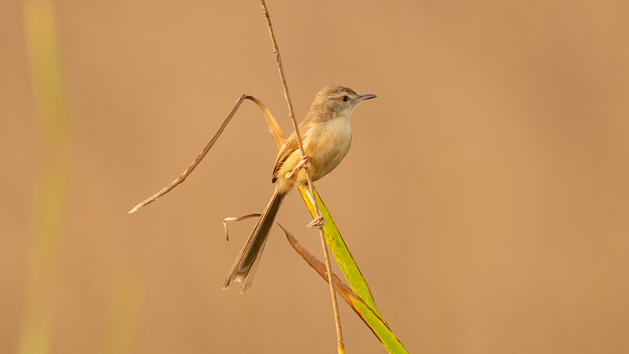 Plain Prinia